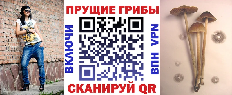 Галлюциногенные грибы мицелий  гидра ссылки  Городец 